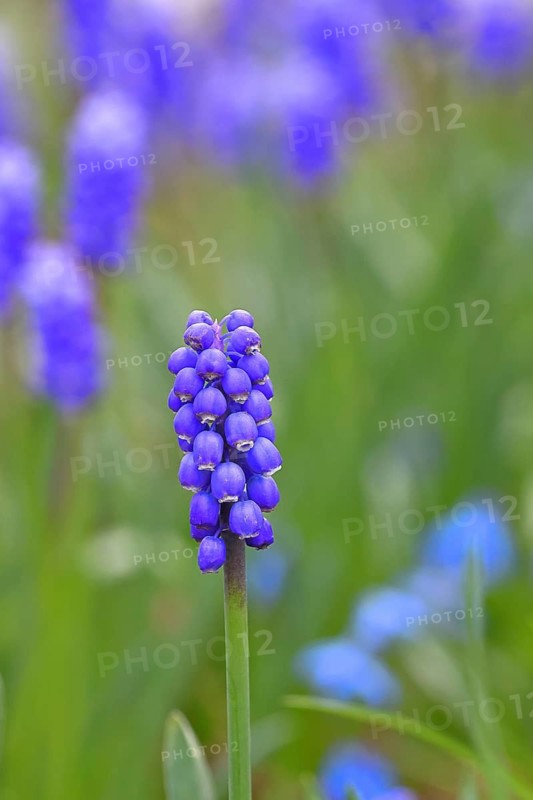 Grape hyacinths (Muscari), blue flower, in a garden, early bloomer, spring flower, spring, Wilnsdorf, North Rhine-Westphalia, Germany