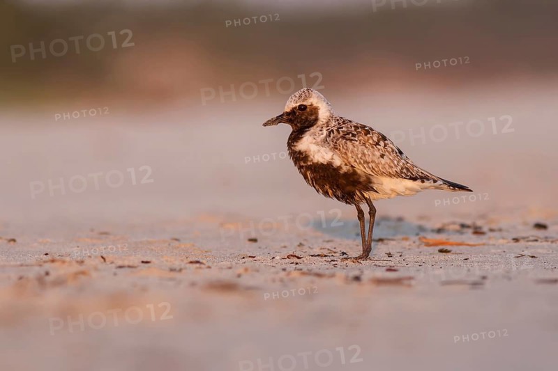 Grey Plover (Pluvialis squatarola), Poland