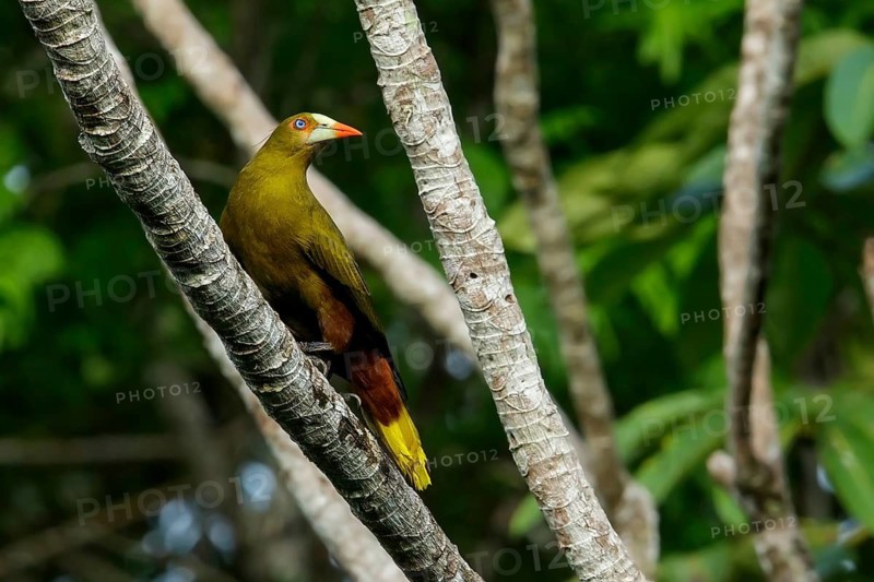 Green Oropendola (Psarocolius viridis) perched on a branch in the rainforest of Guyana
