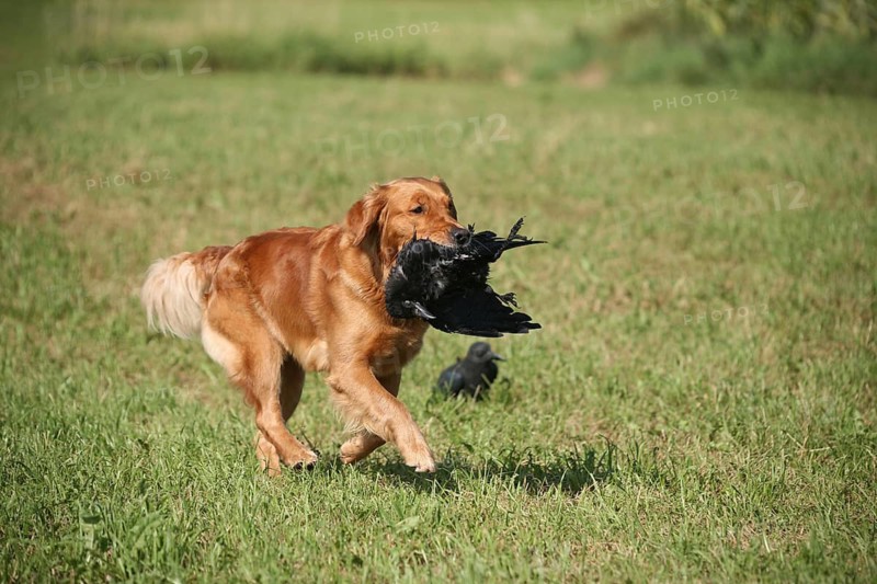Hunting dog retriever retrieves a shot crow (Corvus corone) next to a decoy crow, Allgäu, Bavaria, Germany
