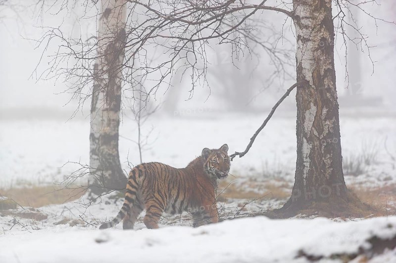 One young Siberian Tiger, Panthera tigris altaica, running thru an open forest with dense fog in the background