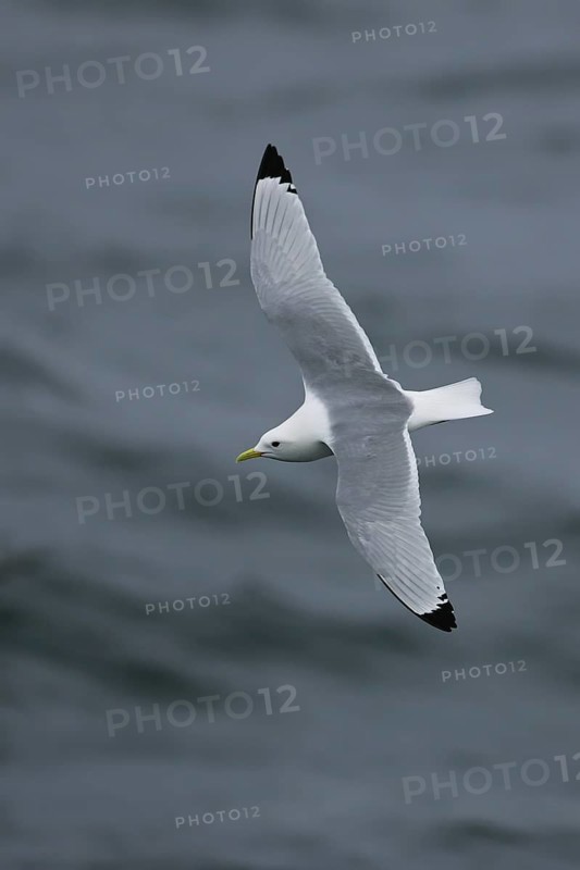 Black-legged Kittiwake (Rissa tridactyla) flying, offshore, Germany