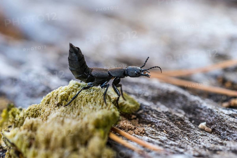 Devil's coach-horse beetle (Ocypus olens) of the short-winged beetle family in defence position (raised abdomen), forest aisle, Raunheim, Hesse, Germany