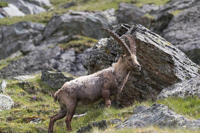 One adult ibex (Capra ibex) standing between rocks on 2500 m sea level in the Hohe Tauern National Park