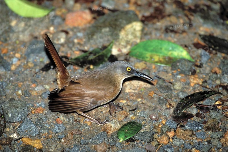 Brown Trembler Cinclocerthia rufiacudaz Dominica, West Indies December Adult Mimidae