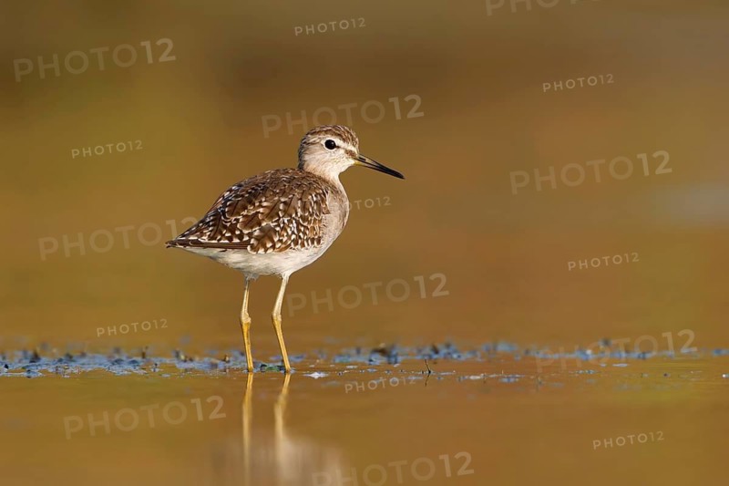 Wood Sandpiper (Tringa glareola), Phetchaburi, Thailand
