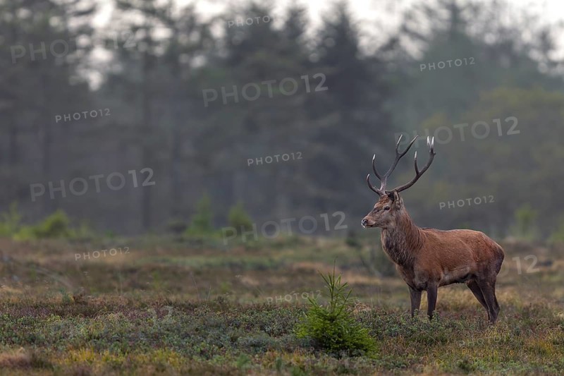 A red deer (Cervus elaphus) stands alone in a large forest clearing, shortly in front of its herd has followed another deer into the forest, rutting season, rutting, September, Denmark