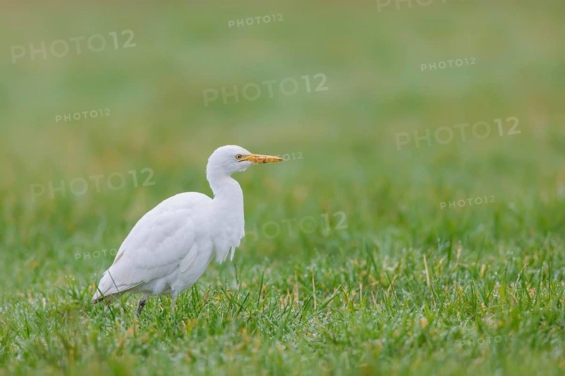 Kuhreiher, Bubulcus ibis Cattle Egret, Bubulcus ibis