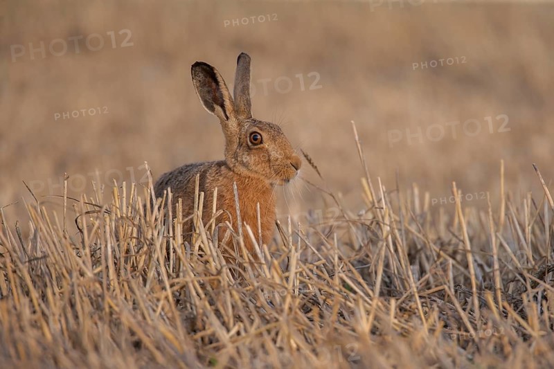 European brown hare (Lepus europaeus) adult animal in a farmland stubble field, England, United Kingdom