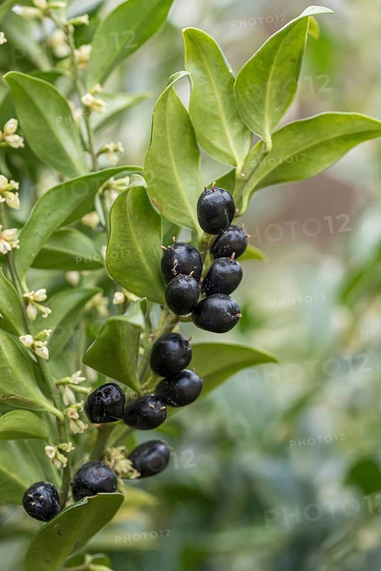 Fleshberry (Sarcococca confusa)