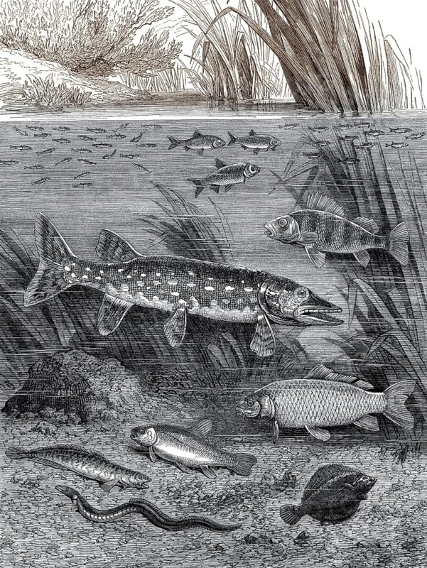 Fische in langsam fließenden Gewässern, ruhig oder schlafend