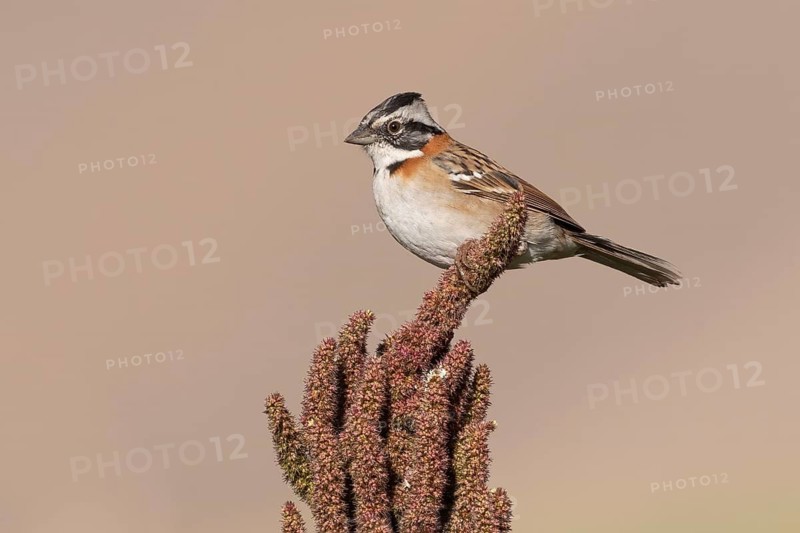 Rufous-collared Sparrow (Zonotrichia capensis antofagastae), Camarones Valley, Chile