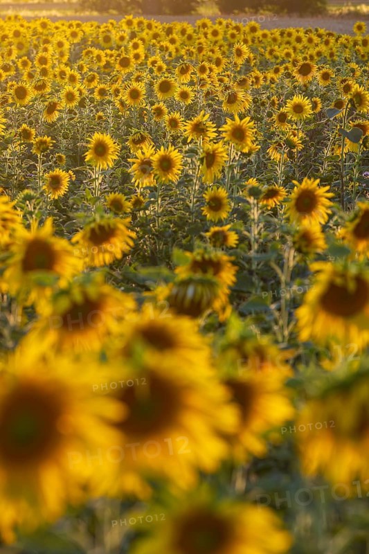 Flowering sunflower field (Helianthus annuus) in the evening light, Großenhain, Saxony, Germany