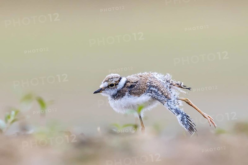 Little Ringed Plover (Charadrius dubius) juvenile stretching legs and wing, North Rhine-Westphalia, Germany