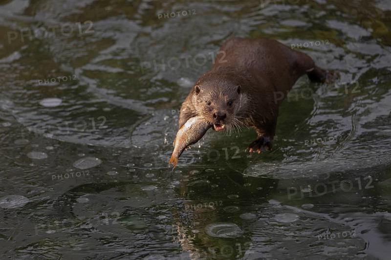 One Eurasian otter (Lutra lutra), standing on the ice of a frozen river, feeding on a fish