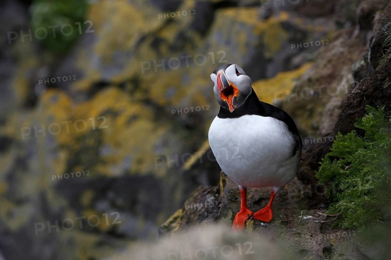Atlantic Puffin, Common Puffin. Fratercula arctica, at the cliffs of Latrabjarg, Iceland
