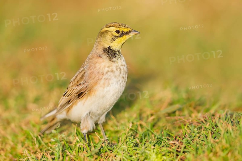 Ohrenlerche, Eremophila alpestris Horned Lark, Eremophila alpestris