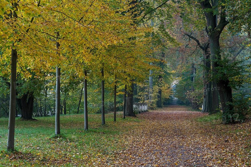 Alley in the castle park in autumn in front of sunrise, Trebsen Castle Park, Saxony, Germany