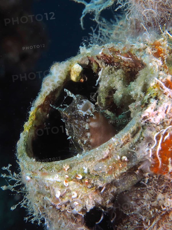 A small sabre-toothed blenny (Petroscirtes mitratus) looks out of a plastic canister surrounded by algae, marine pollution, dive site House Reef, Mangrove Bay, El Quesir, Red Sea, Egypt