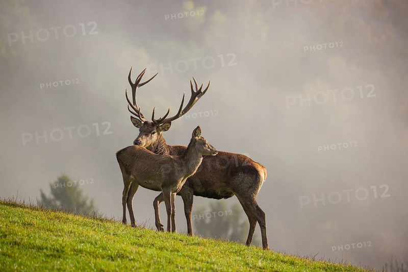 A red deer stag (Cervus elaphus) and a hind are standing in a meadow in hilly terrain. A forest with autumn leaves can be seen in the background. Wisps of mist drift over the forest