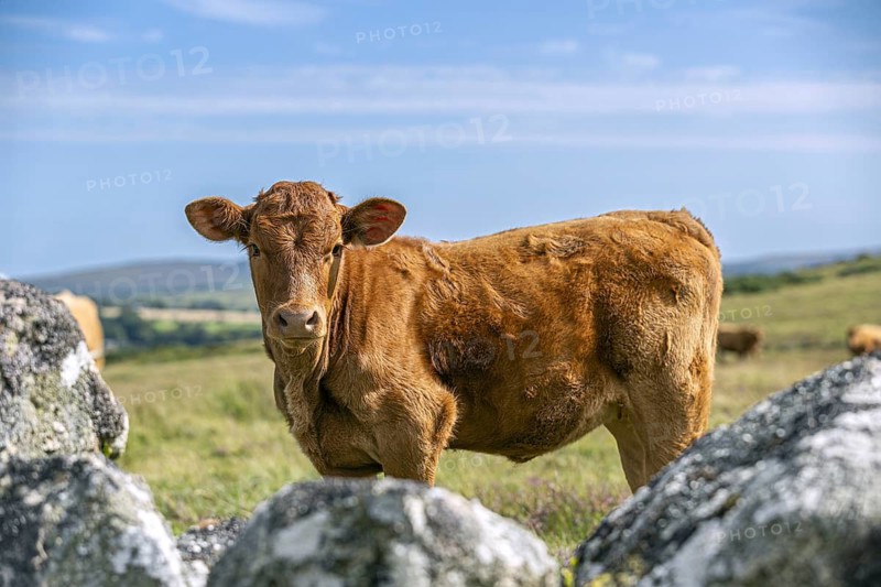 Brown cow standing on a green pasture under a blue sky