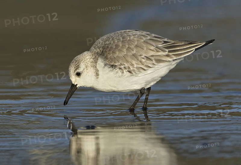 Sanderling (Calidris alba), British Columbia, Canada