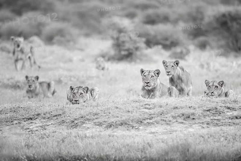 African Lion (Panthera Leo) pride of lions, Limpopo, South Africa