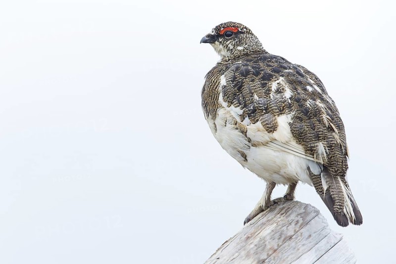 Rock ptarmigan, (Lagopus mutus), animals, birds, hen, pheasant family, Laxamýri, Húsavík, Iceland