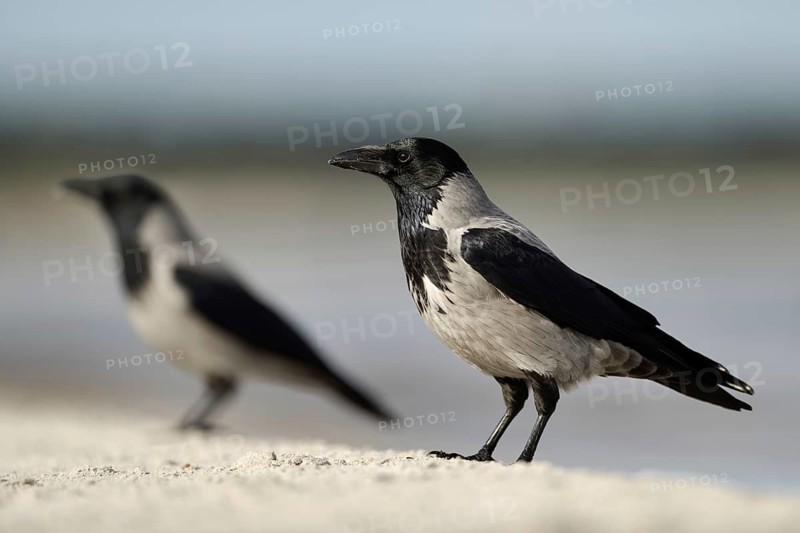 Hooded Crow (Corvus cornix), Mecklenburg-Western Pomerania, Germany