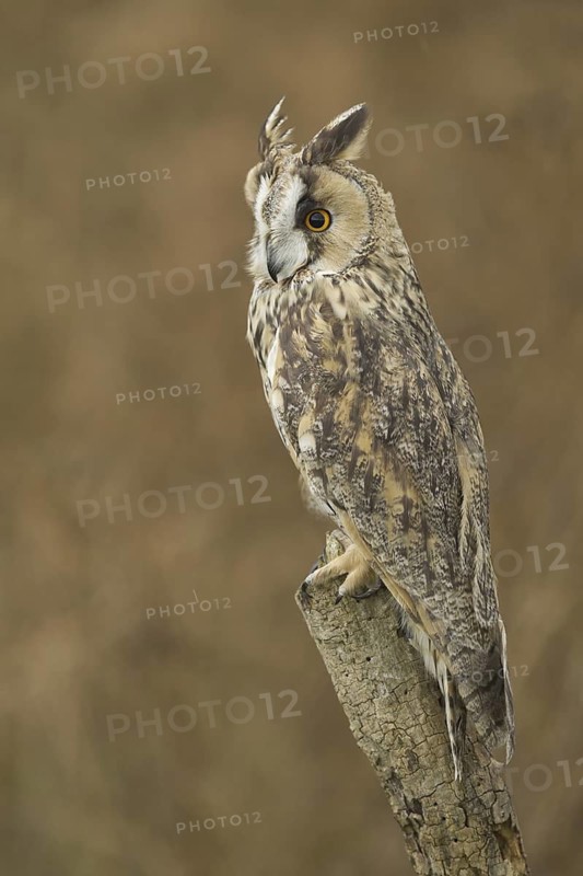 Long-eared Owl (Asio otus), Rhineland-Palatinate, Germany