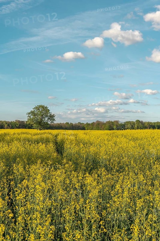 A field with yellow flowers and a tree in the centre. The sky is blue with some clouds. Bas Rhin, Alsace, France
