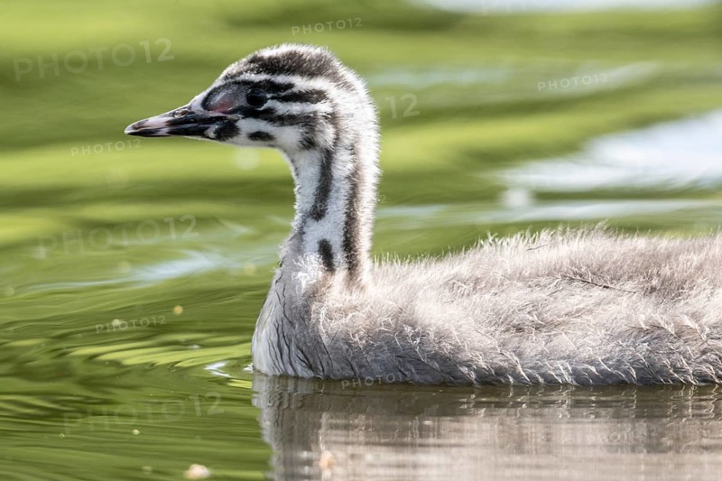Young great crested grebe (Podiceps cristatus), Emsland, Lower Saxony, Germany