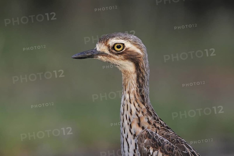 Bush Stone-curlew (Burhinus grallarius), Darwin, Australia