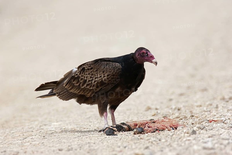 Turkey Vulture (Cathartes aura), Texas, USA