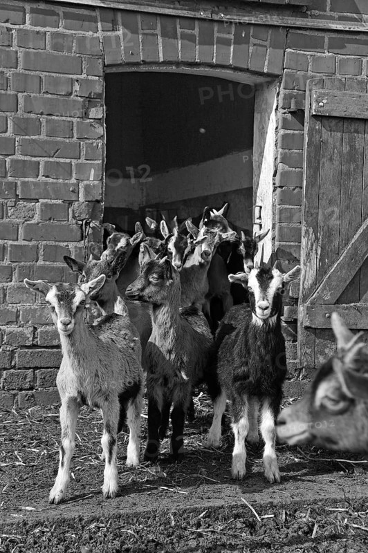 Goats (Capra aegagrus f. hircus) . Goat lambs in front of a stable door, organic farm, black and white, Othenstorf, Mecklenburg-Western Pomerania, Germany