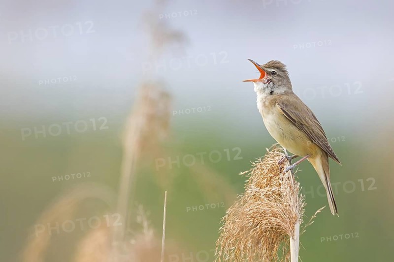 Reed warbler, (Acrocephalus arundinaceus), reedbed perch, biotope, habitat, animals, birds, songbird, reed warbler genus, Lobau, Vienna, Donaustadt, Vienna, Austria