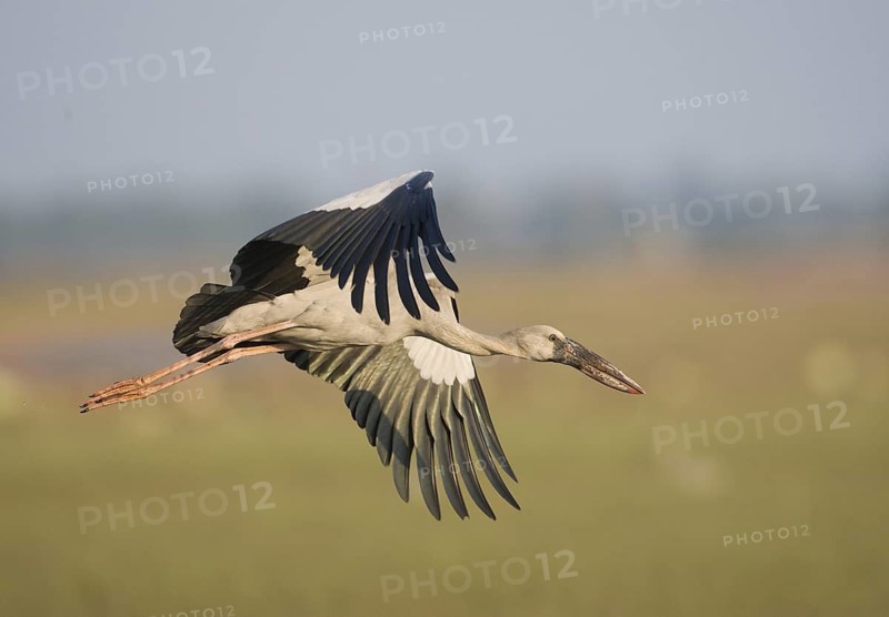 Asian Openbill (Anastomus oscitans) flying, Bueng Boraphet, Thailand
