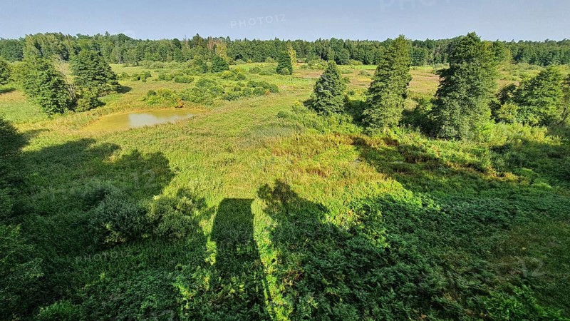 Green meadow landscape with tall trees and shade in the foreground, view from the observation tower near Kosy Most, Narewka, Podlaskie Voivodeship, Podlaskie, Poland