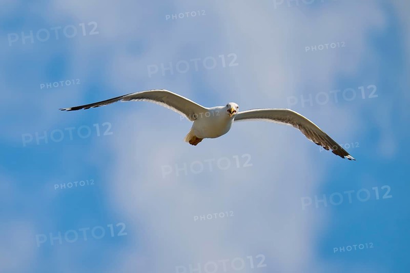 Gull soaring free under the wide sky, Great Black-backed Gull (Larus marinus), Seahouses, Inner Farne, Farne Islands, Northumberland, England, Great Britain