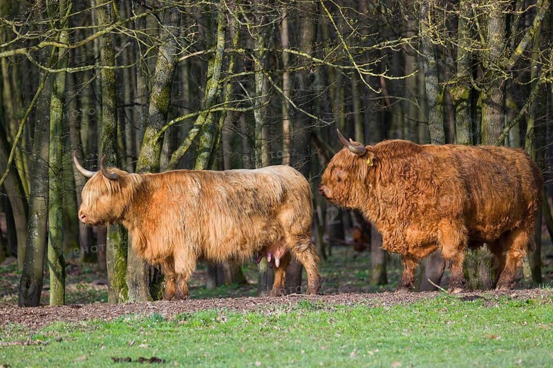 One Highland bull and a cow (Bos (primigenius) taurus) stand at a forest edge