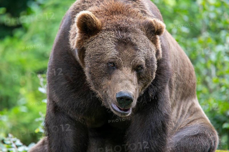 Brown bear (Ursus arctos) portrait, captive, Bavarian Forest National Park, Bavaria, Germany