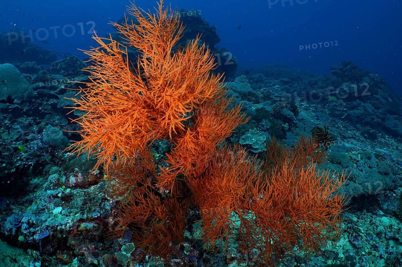 Bright orange coloured Black coral (Antipathes dichotoma) decorating the coral reef in a deep blue ocean, dive site Toyapakeh, Nusa Ceningan, Nusa Penida, Bali, Indonesia