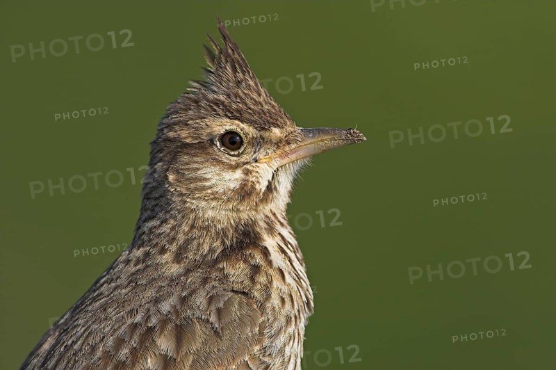 Crested Lark (Galerida cristata), Greece