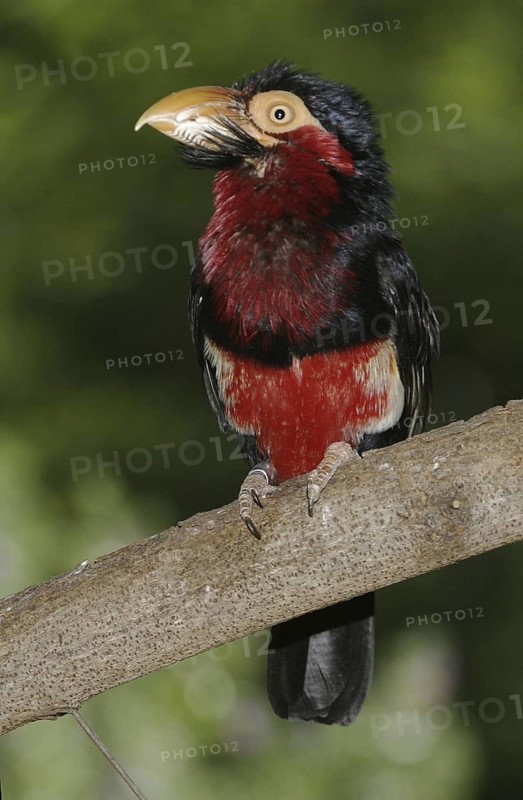 Bearded Barbet (Lybius dubius), California, USA
