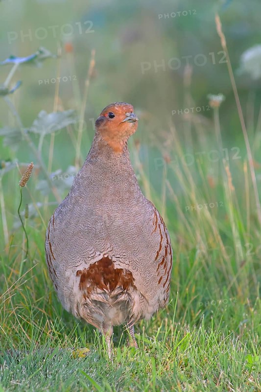 Gray partridge (Perdix perdix), standing in a meadow, wildlife, Ziggsee, Lake Neusiedl-Seewinkel National Park, Burgenland, Austria