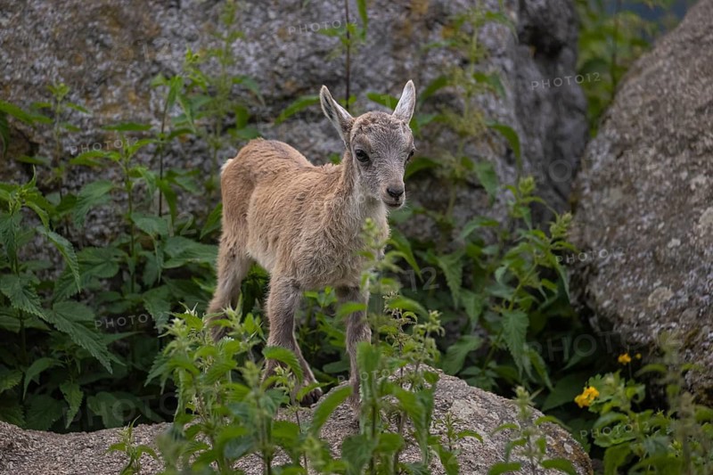 One baby ibex (Capra ibex) standing on a rock. Some green vegetation around