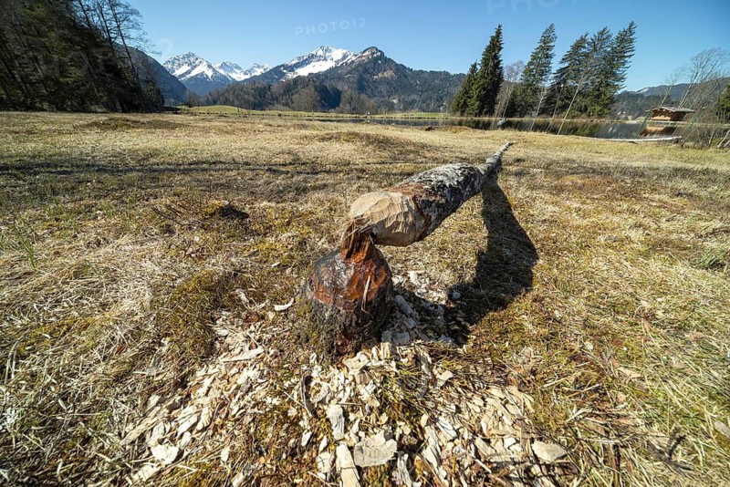 Felled tree trunk bitten by beavers (Castor fibre), beaver bite, moor pond near Oberstdorf, Oberallgäu, Allgäu, Bavaria, Germany