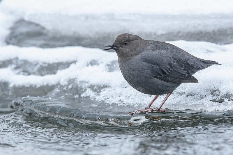 American Dipper (Cinclus mexicanus), British Columbia, Canada