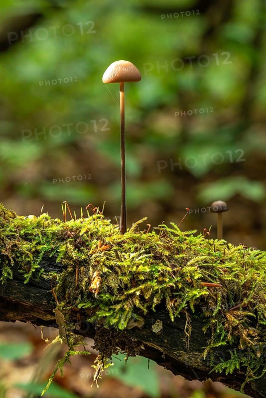A single mushroom with a long stem (probably a Marasmius alliaceus) growing from a tree trunk covered with moss, quiet forest atmosphere, North Rhine-Westphalia, Germany