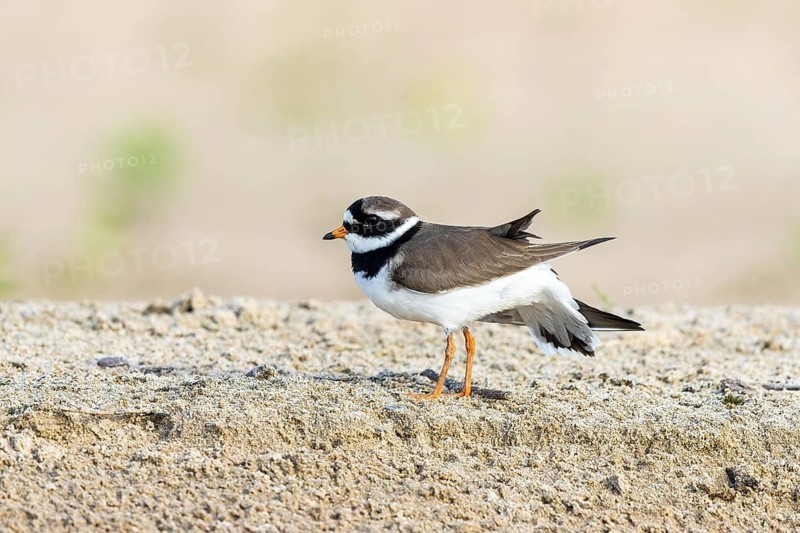 Common Ringed Plover (Charadrius hiaticula) foraging, North Rhine-Westphalia, Germany